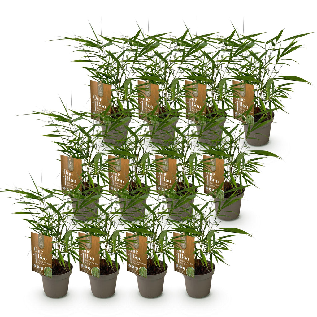 Bamboe - Fargesia Asian Wonder - Bladhoudend - Niet Woekerend - Groen - 12 Planten - Pot 14cm - Hoogte 35cm