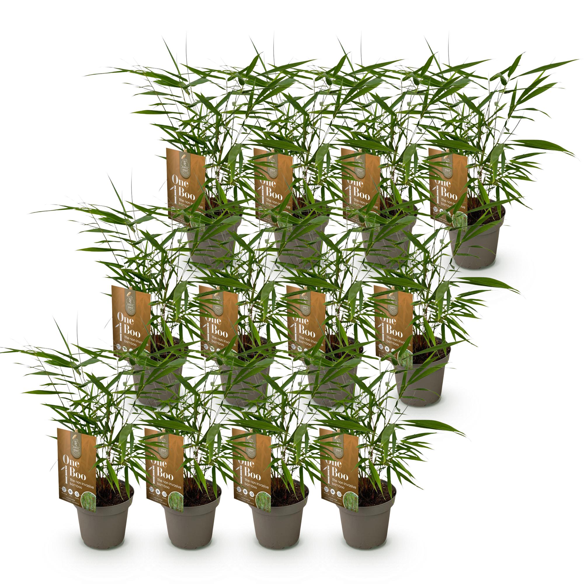 Bamboe - Fargesia Asian Wonder - Bladhoudend - Niet Woekerend - Groen - 12 Planten - Pot 14cm - Hoogte 35cm