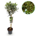 Plant op Stam - Olea Europaea - Terras Plant - Bladhoudend - Winterhard - Olijfgroen Blad - Pot 19cm Hoogte 90cm
