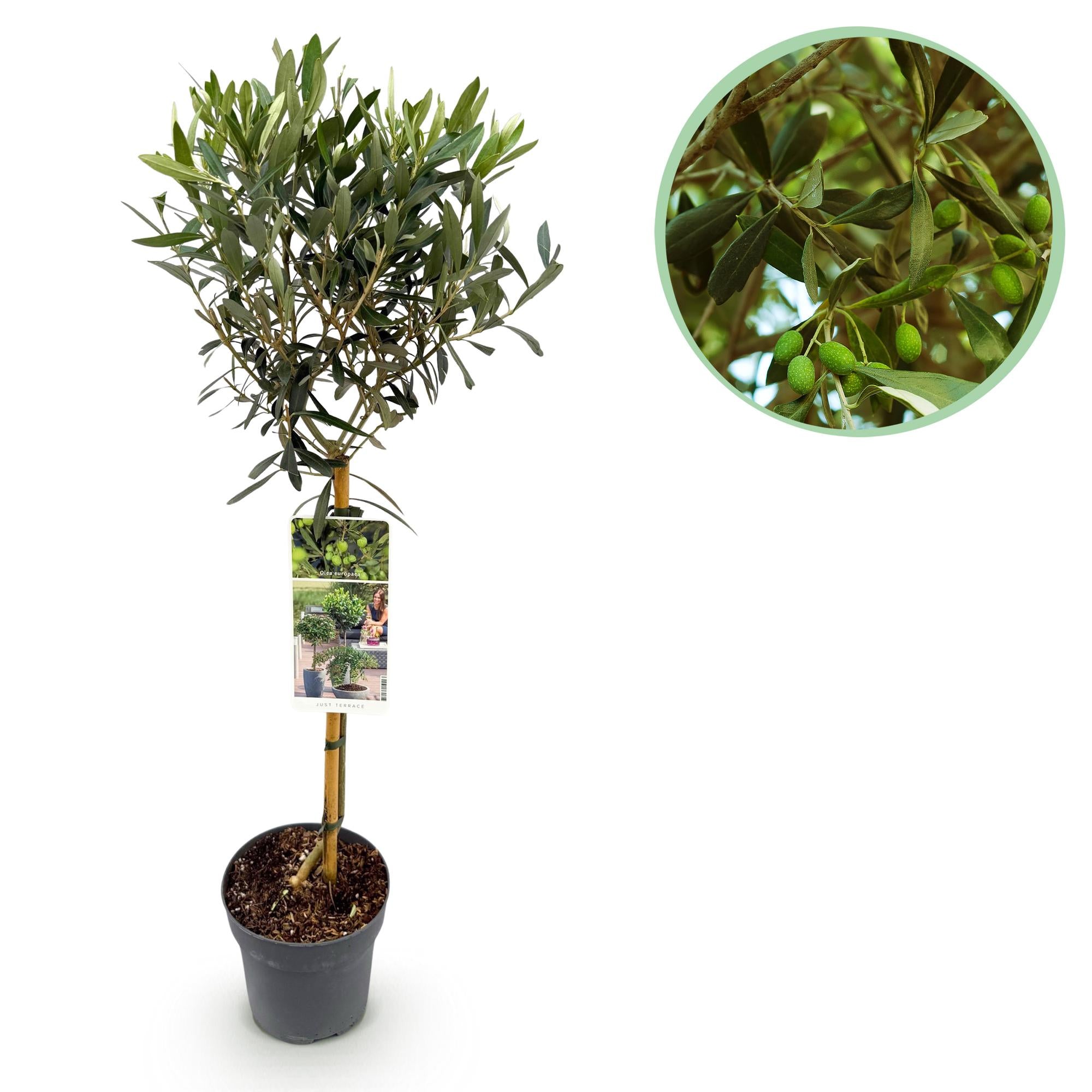 Plant op Stam - Olea Europaea - Terras Plant - Bladhoudend - Winterhard - Olijfgroen Blad - Pot 19cm Hoogte 90cm
