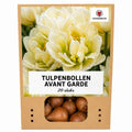 Tulpenbollen Avant Garde – 20 Stuks | KH Bloembollen® | Gele Dubbelbloemige Tulp – Uniek, Vol & Elegant – Voor Tuin of Pot – Maat 11/12 – Vers van de Teler