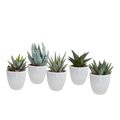 Gasteria/Haworthia mix 5,5cm - in witte pot - 5x