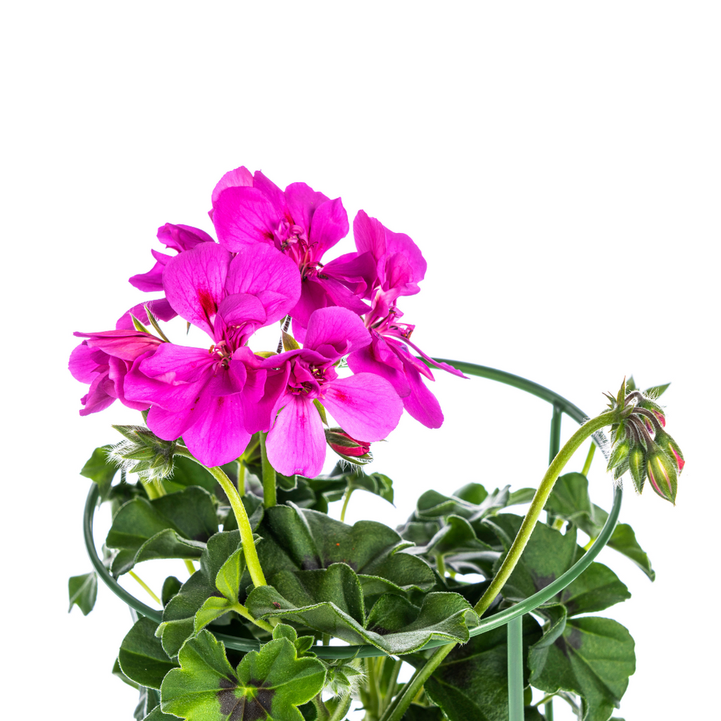8x Pelargonium Peltatum Violet Ø12 cm - ↕20 cm