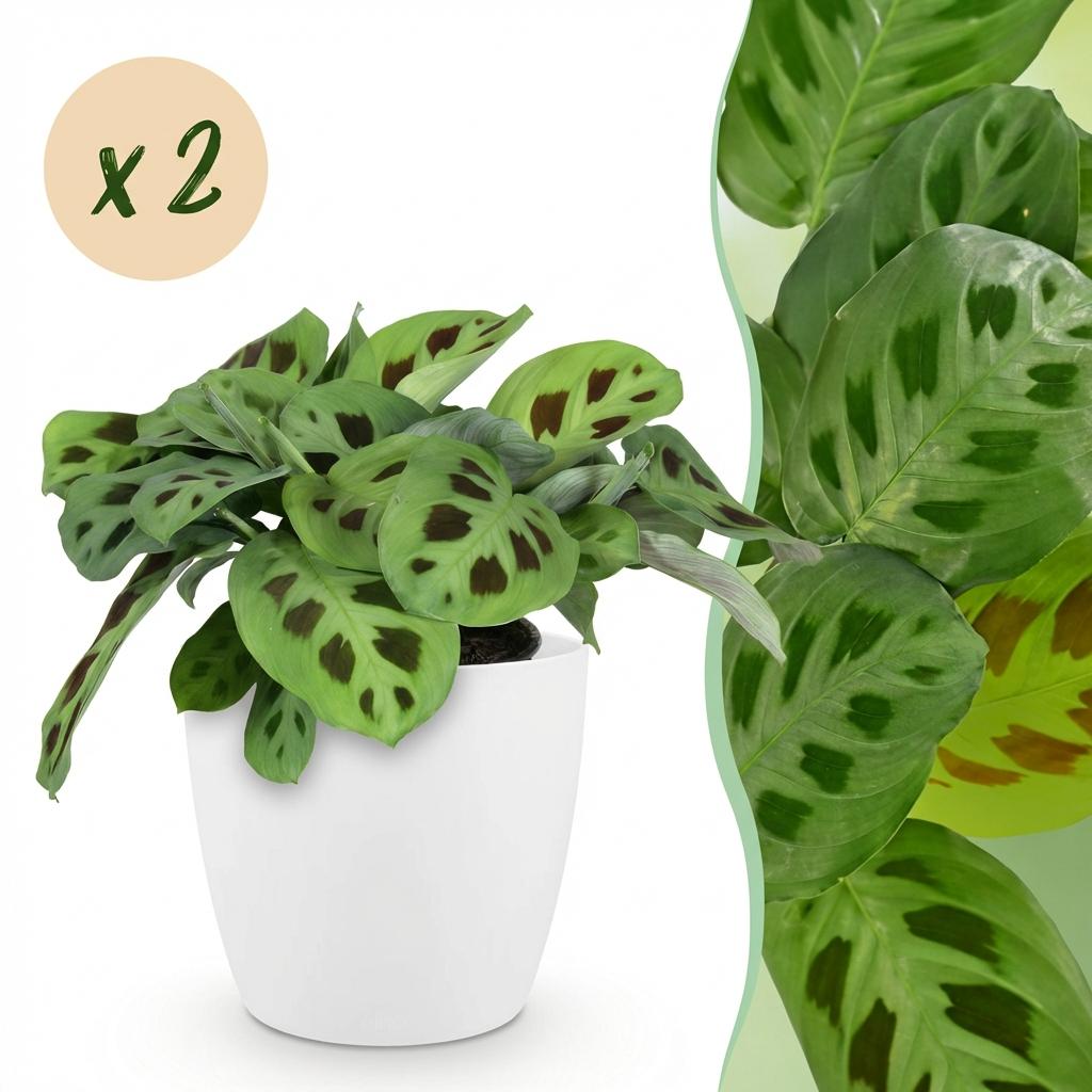Kamerplant - Maranta Fascinator Kerchoveana - Zebraplant - Huisdiervriendelijke Plant - Groen - 2 Planten - met Potter Wit - Pot 12cm - Hoogte 25cm