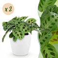 Kamerplant - Maranta Fascinator Kerchoveana - Zebraplant - Huisdiervriendelijke Plant - Groen - 2 Planten - met Potter Wit - Pot 12cm - Hoogte 25cm