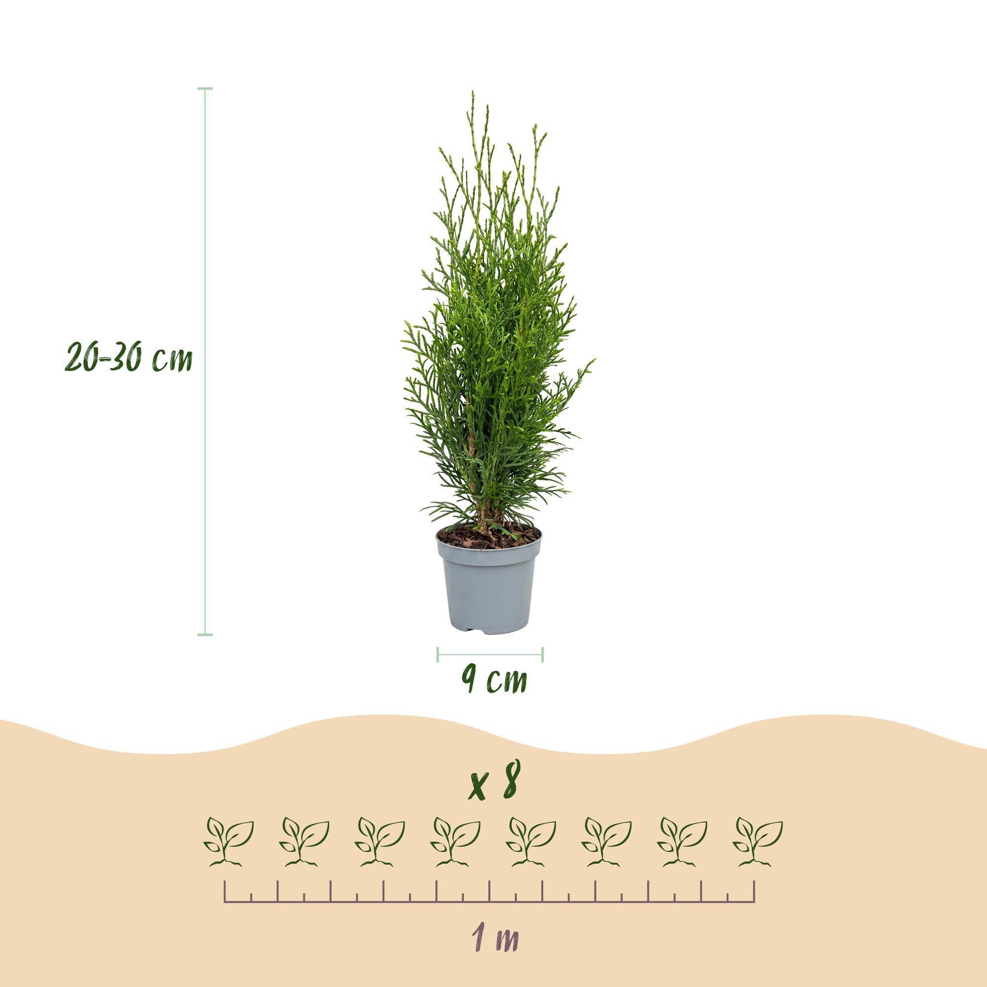 8x Thuja occidentalis Smaragd - Levensboom - Haagplanten - Groenblijvend - Groen - Pot 9cm - Hoogte 20-30cm