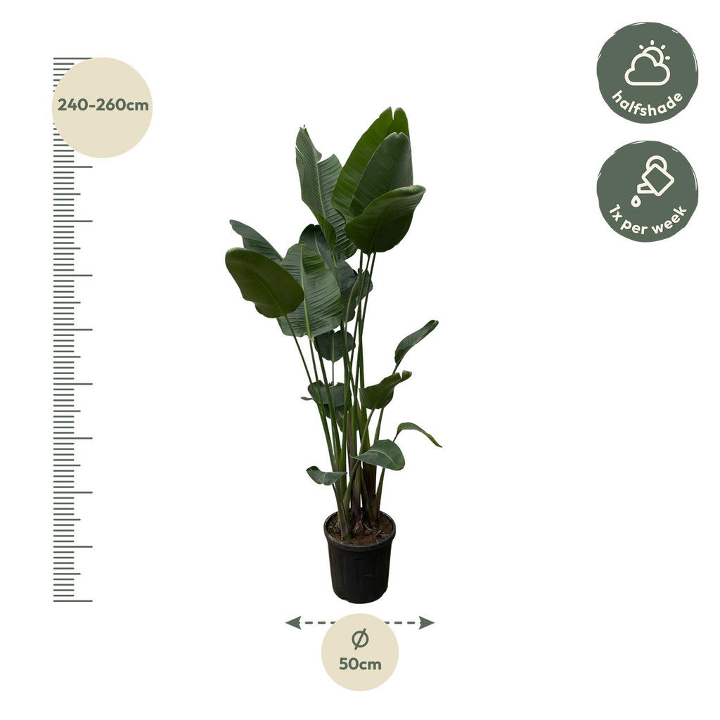 Strelitzia Nicolai XXL - 250 cm - ø34-50