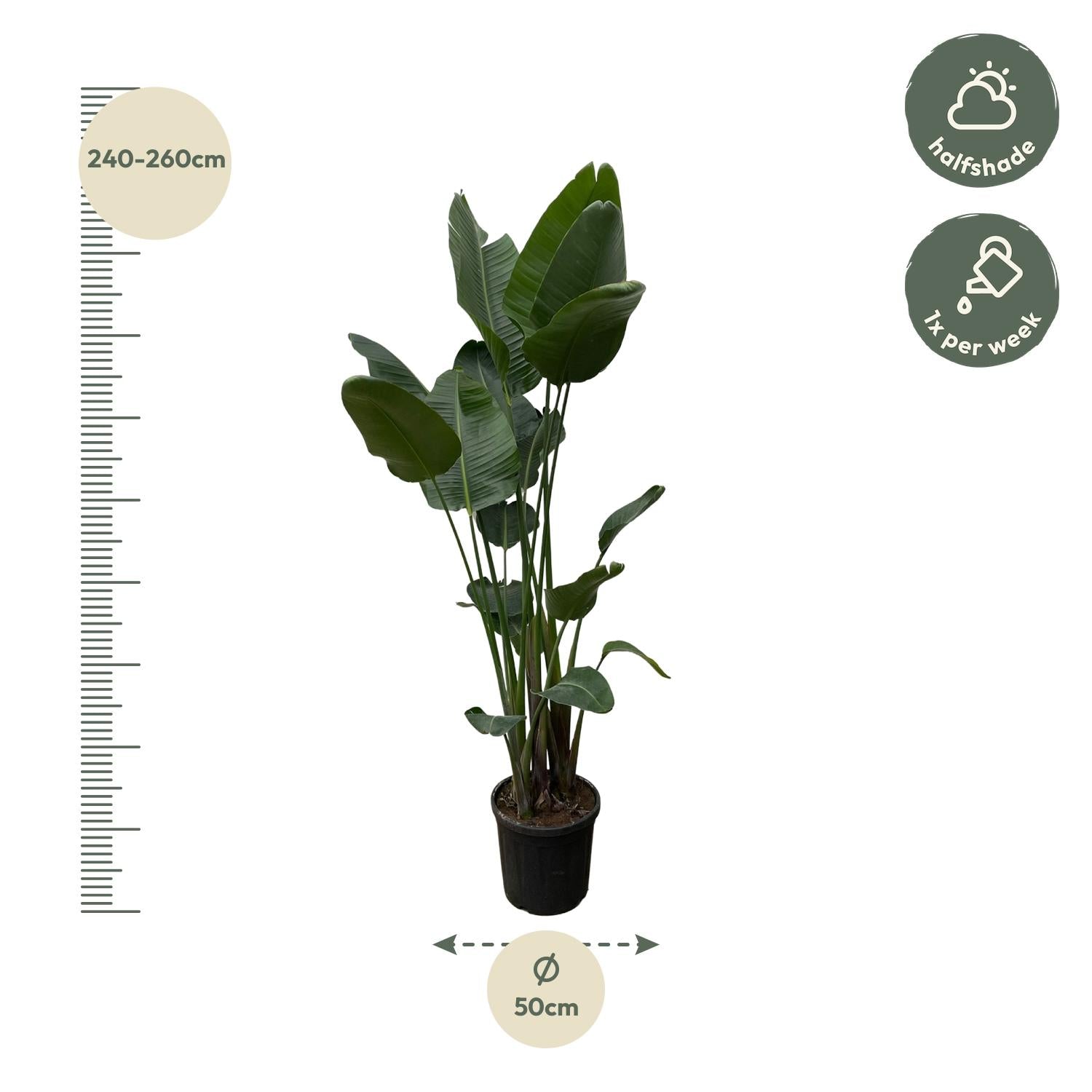 Strelitzia Nicolai XXL - 250 cm - ø34-50