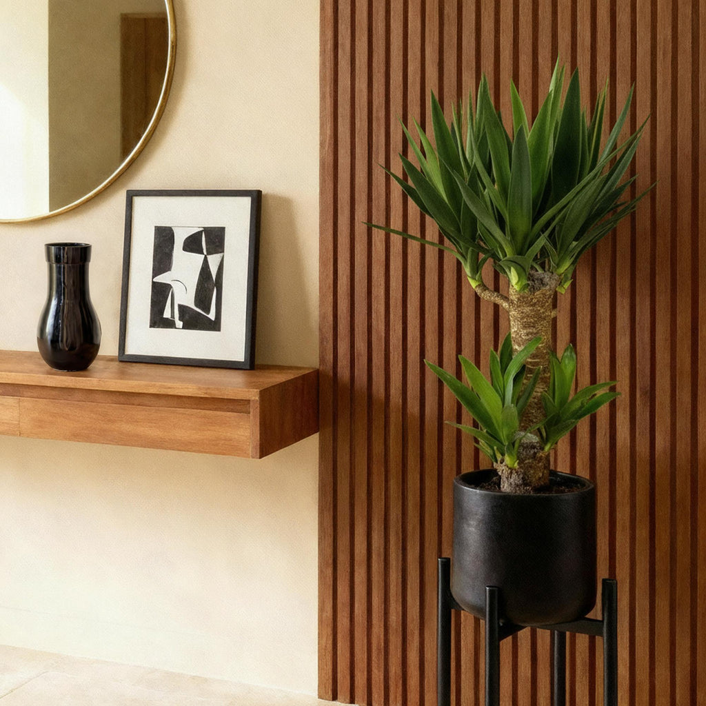 Kamerplant - Yucca elephantipes - Yucca - Weinig onderhoud - Groen - 1 - Pot 17cm - Hoogte 75cm