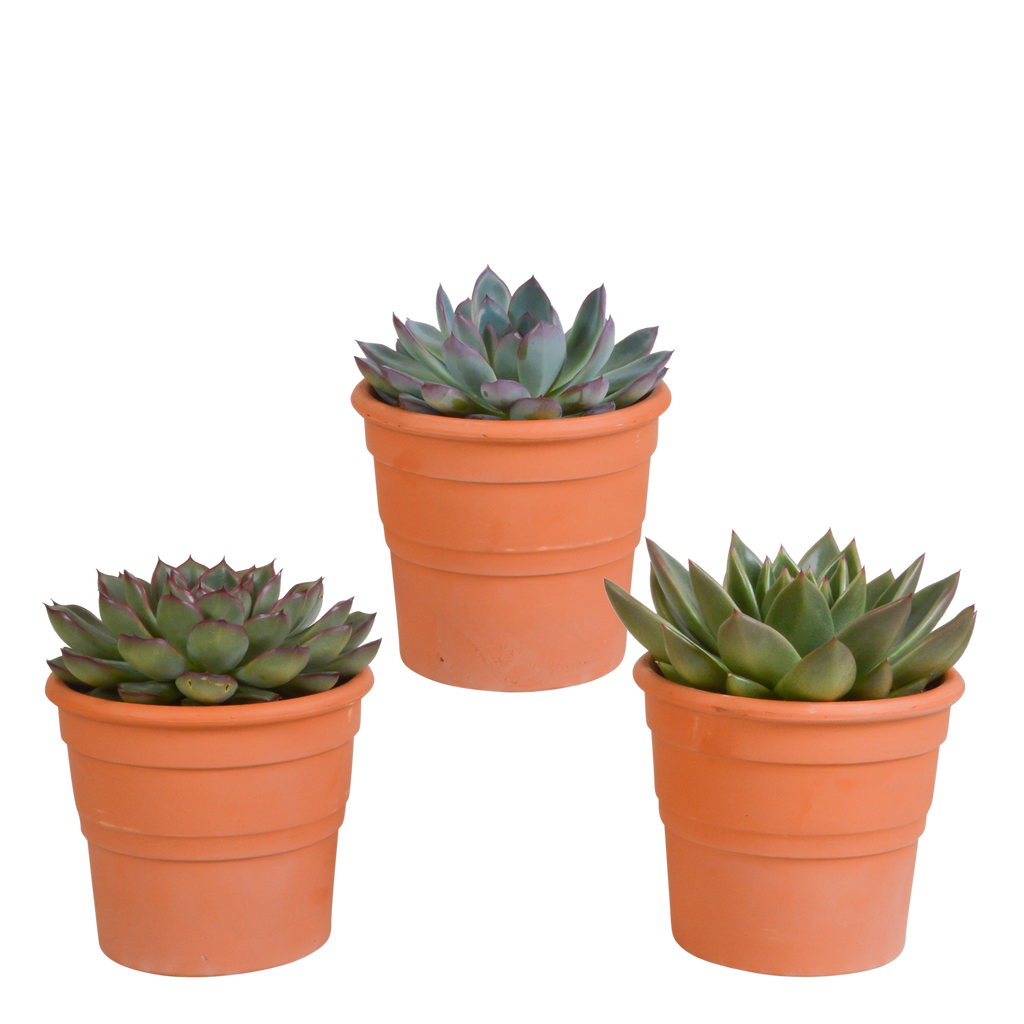 Echeveria mix 10.5 cm - 3x - in terracotta pot