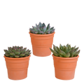 Echeveria mix 10.5 cm - 3x - in terracotta pot
