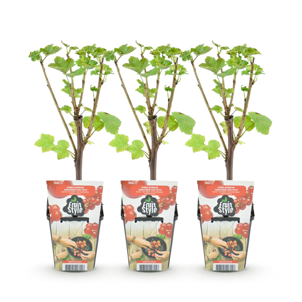 Fruitplanten - Rode Bes - Ribes rubrum Jonkheer van Tets  - Winterhard - 3 Planten - Pot 9 cm - Rode Bes