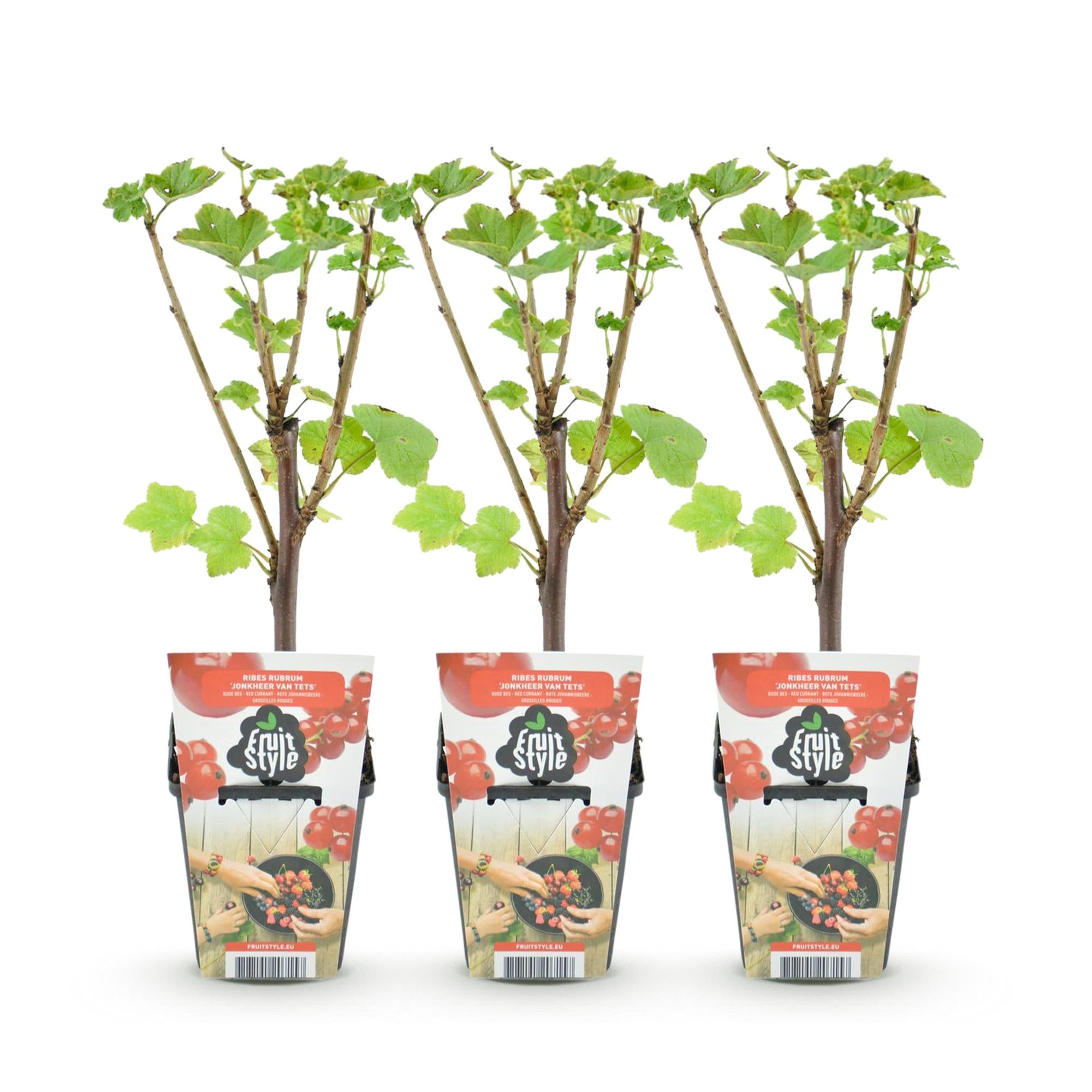 Fruitplanten - Rode Bes - Ribes rubrum Jonkheer van Tets  - Winterhard - 3 Planten - Pot 9 cm - Rode Bes