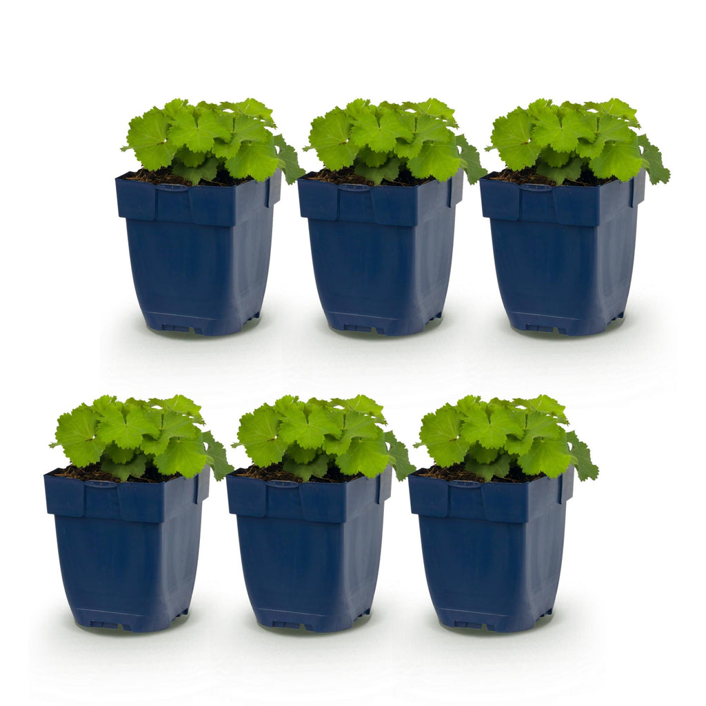 Vasteplant - Alchemilla mollis - Vrouwenmantel - Bodembedekkend - Geel - 6 Planten - Pot 11cm - Hoogte 15-25cm