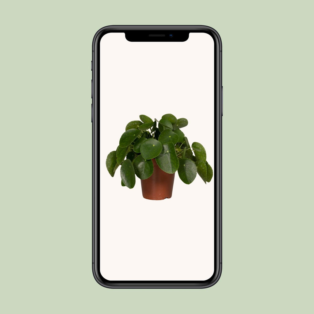 Pilea Peperomiodes - Pannekoekenplant - Ø15cm - ↕25cm