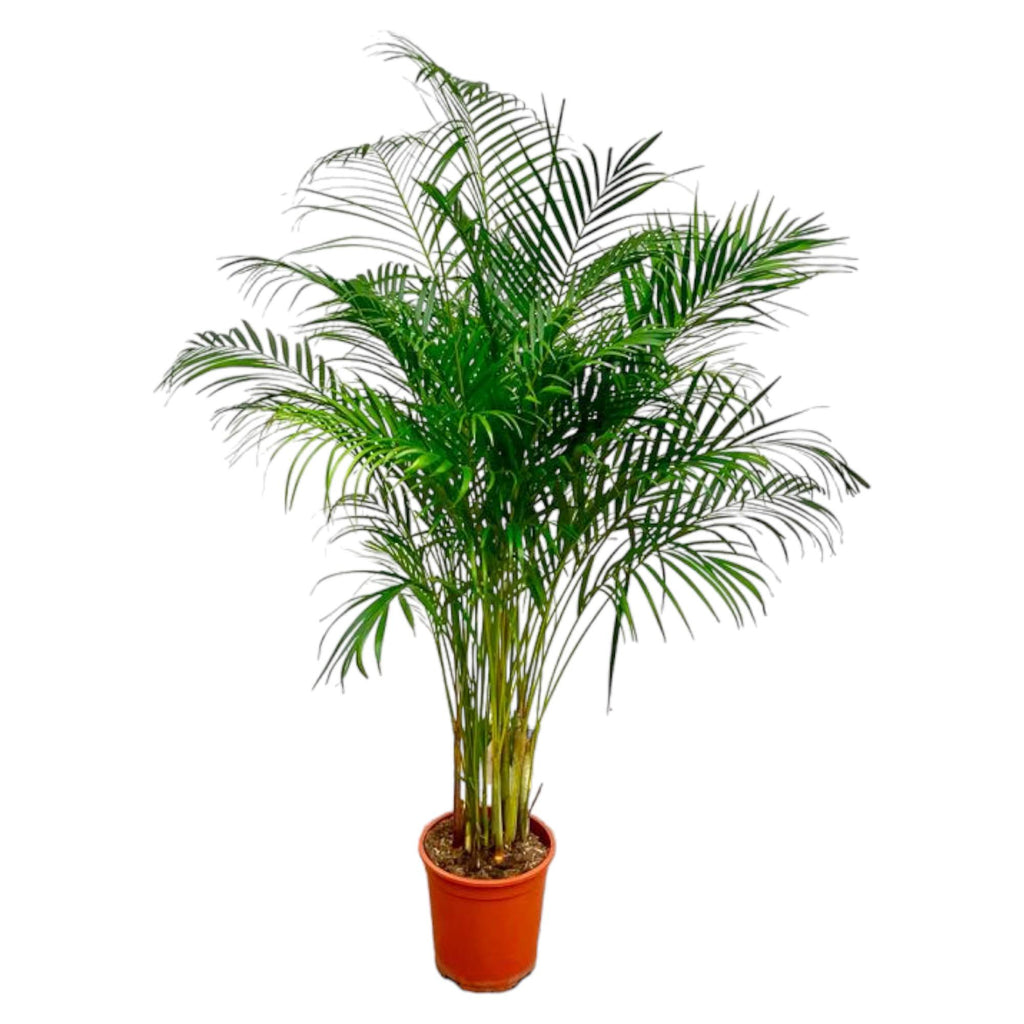 Dypsis Lutescens (Areca Palm) - 160 cm - ø27