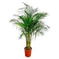 Dypsis Lutescens (Areca Palm) - 160 cm - ø27