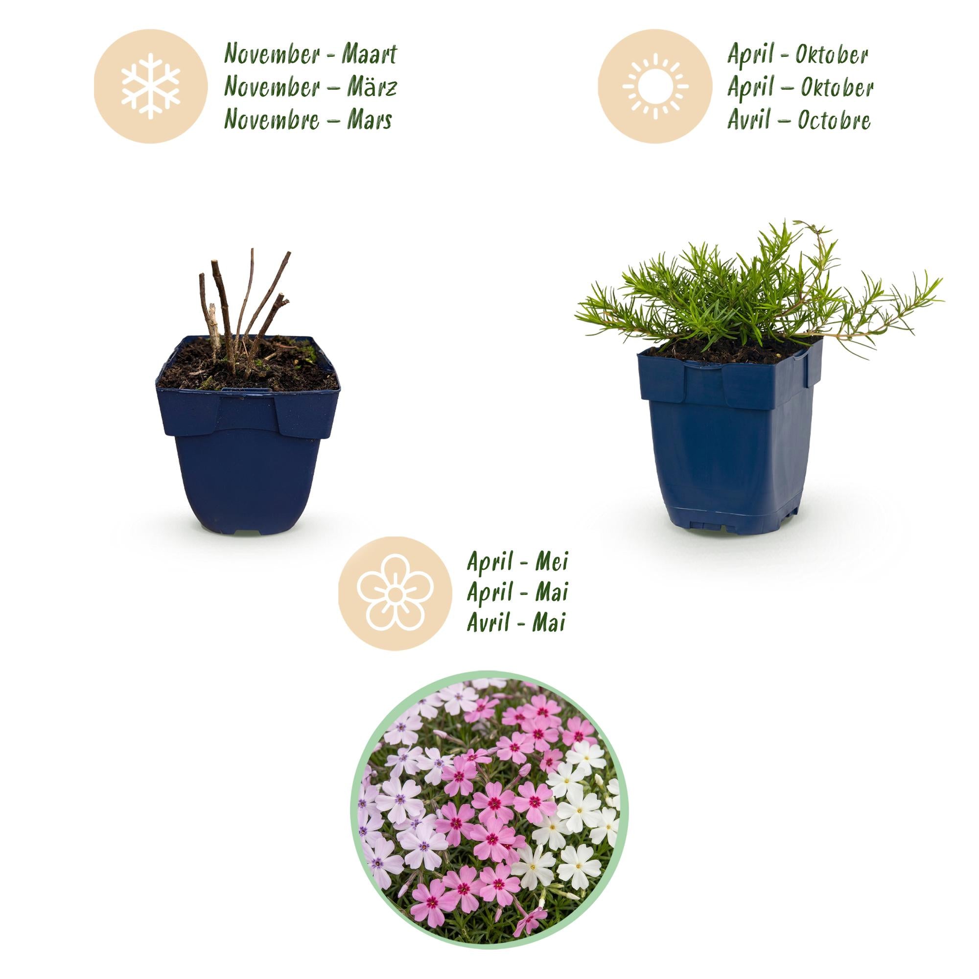 Vasteplant - Phlox Tricolour - Vlambloem - Bodembedekkend - Paars - Roze - Wit - 12 Planten - Pot 11cm - Hoogte 15-25cm