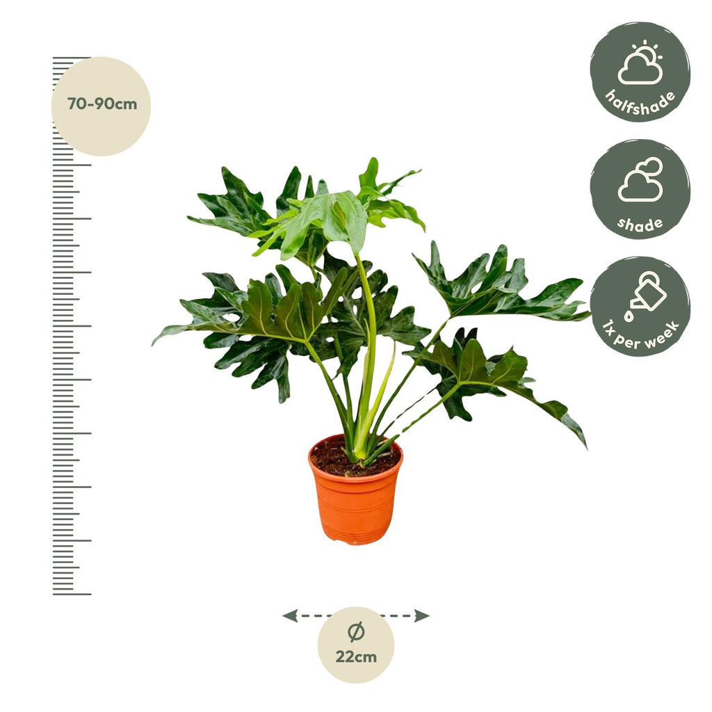 Philodendron Selloum - 60 cm - Ø19