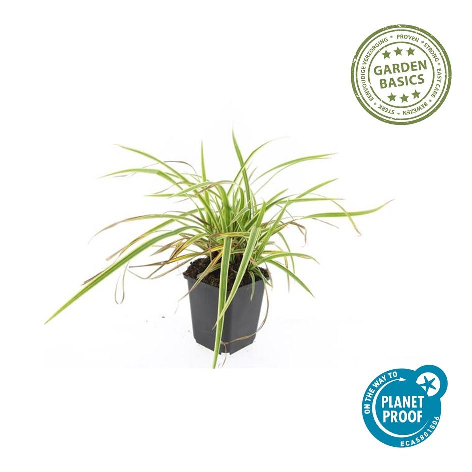 24x Carex morrowii 'Aureovariegata'  - ↕10-25cm - Ø9cm
