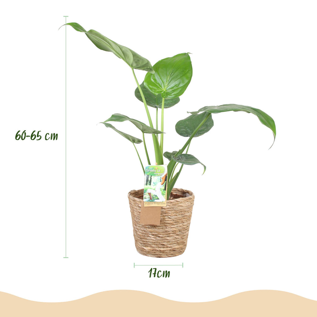 Green is... Kamerplanten - Alocasia Cucullata - Boeddha,s hand - Weinig onderhoud - met mand - Groen - 1 Plant - Pot 17cm - Hoogte 60-65cm