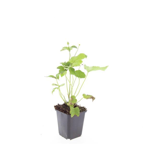 48x Anemone hyb. 'Honorine Jobert' - ↕10-25cm - Ø9cm