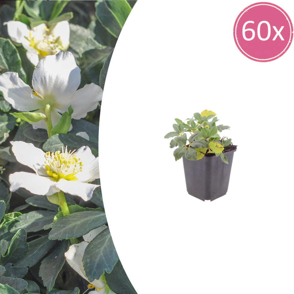 60x Helleborus niger - ↕10-25cm - Ø9cm