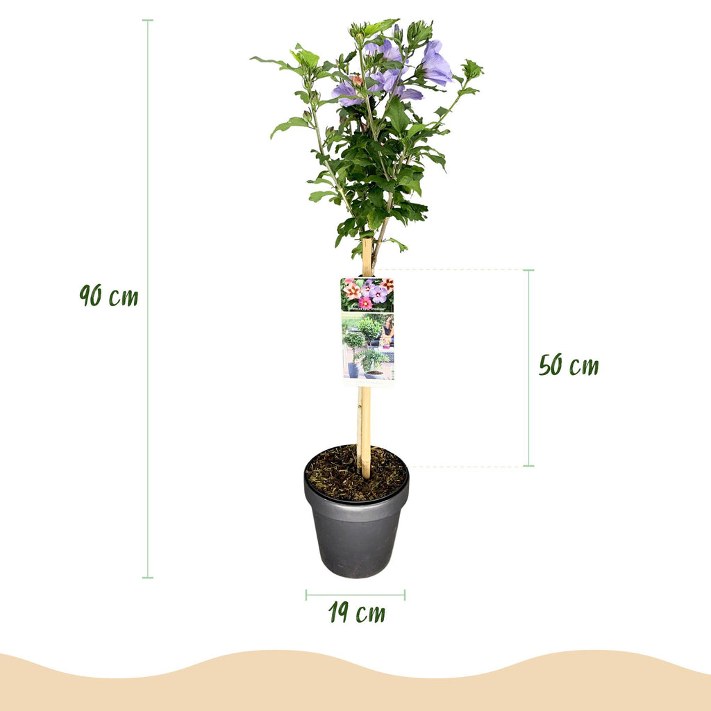 Plant op Stam - Hibiscus syriacus Tricolour  - Terras Plant - Bladverliezend - Winterhard - Witte, Roze, Paarse Bloem - Pot 19cm Hoogte 90cm