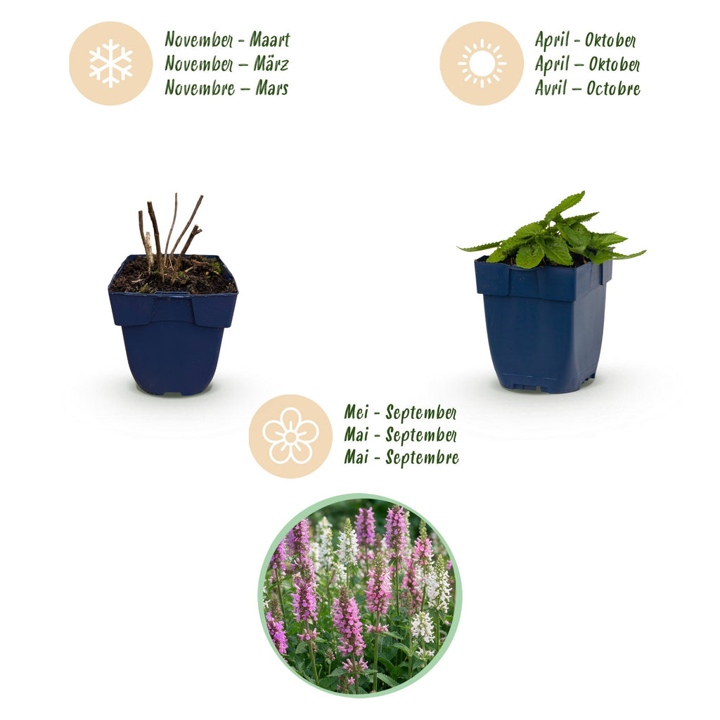 Vasteplant - Stachys Duo - Betonie - Bijen- en vlinderlokkers - Roze - Paars - Wit - 24 Planten - Pot 11cm - Hoogte 15-25cm