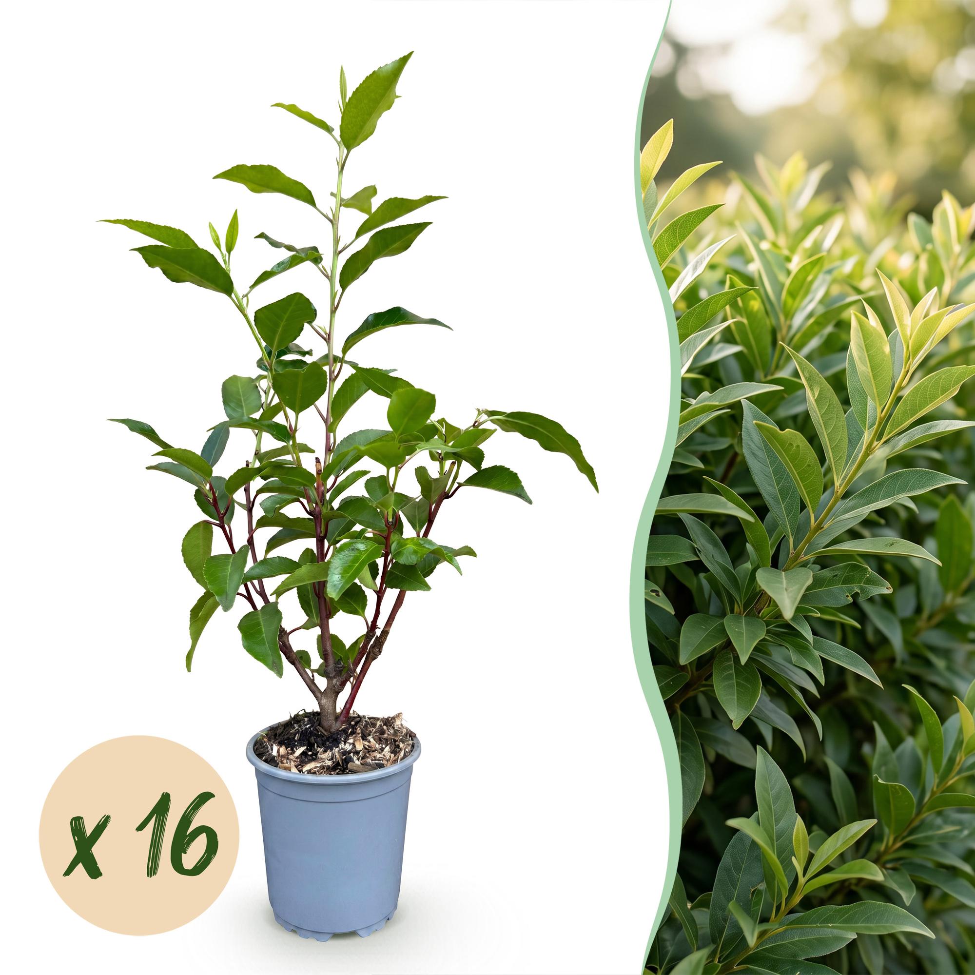 16x Prunus lusitanica Angustifolia - Portugese Laurier - Haagplanten - Groenblijvend - Groen - Pot 9cm - Hoogte 25-35cm