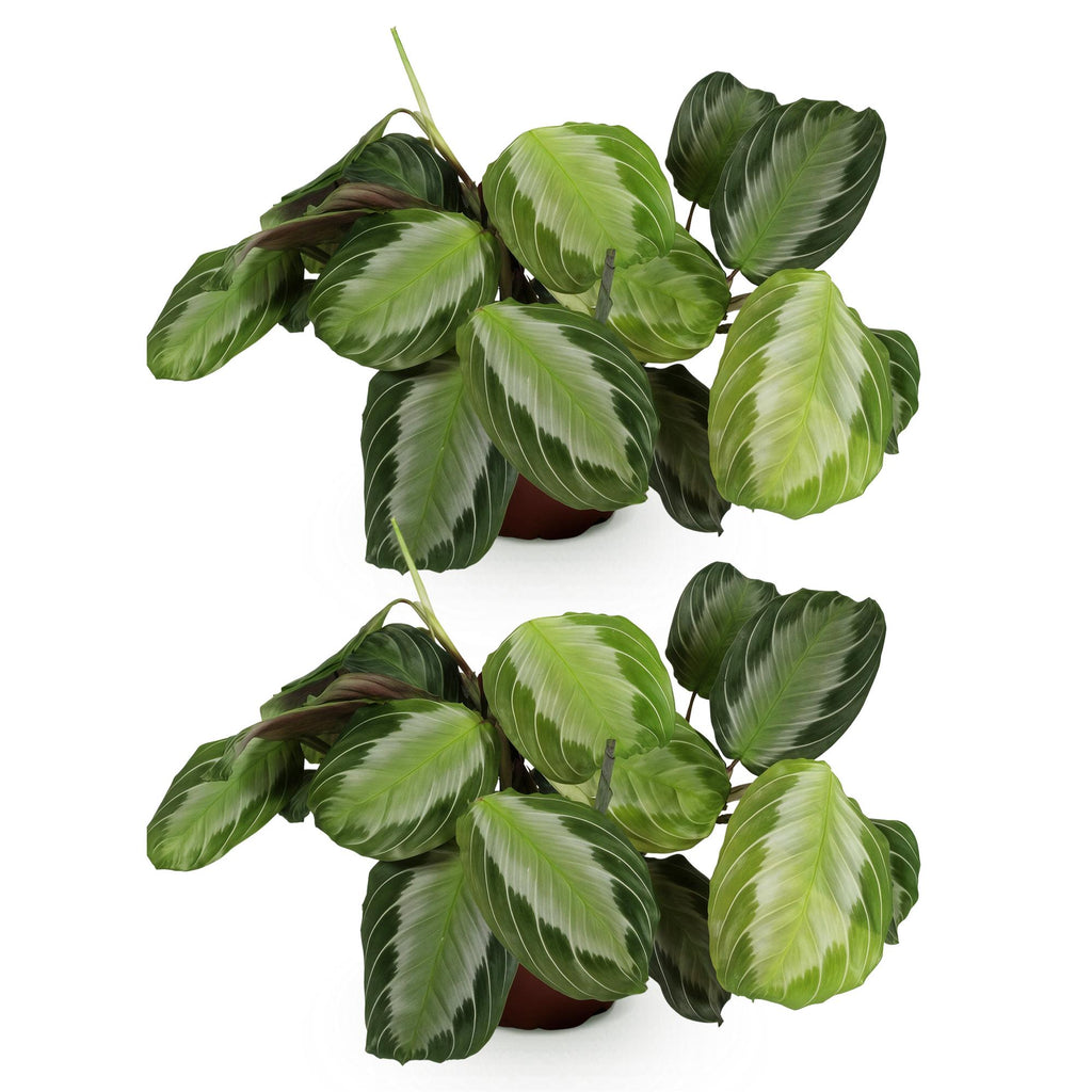 Kamerplant - Maranta Fascinator Silverband - Gebedsplant - Huisdiervriendelijk - Groen - 2 Planten - Pot 12cm - Hoogte 30-35cm