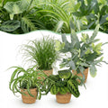 Kamerplant - Chlorophytum - Cyperus - Phlebodium - Marantha - Mix van 4 - Huisdiervriendelijke Planten - Groen - 4 Planten - met Mand - Pot 12cm - Hoogte 25cm