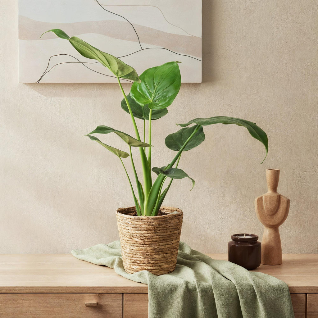 Green is... Kamerplanten - Alocasia Cucullata - Boeddha,s hand - Weinig onderhoud - met mand - Groen - 1 Plant - Pot 17cm - Hoogte 60-65cm