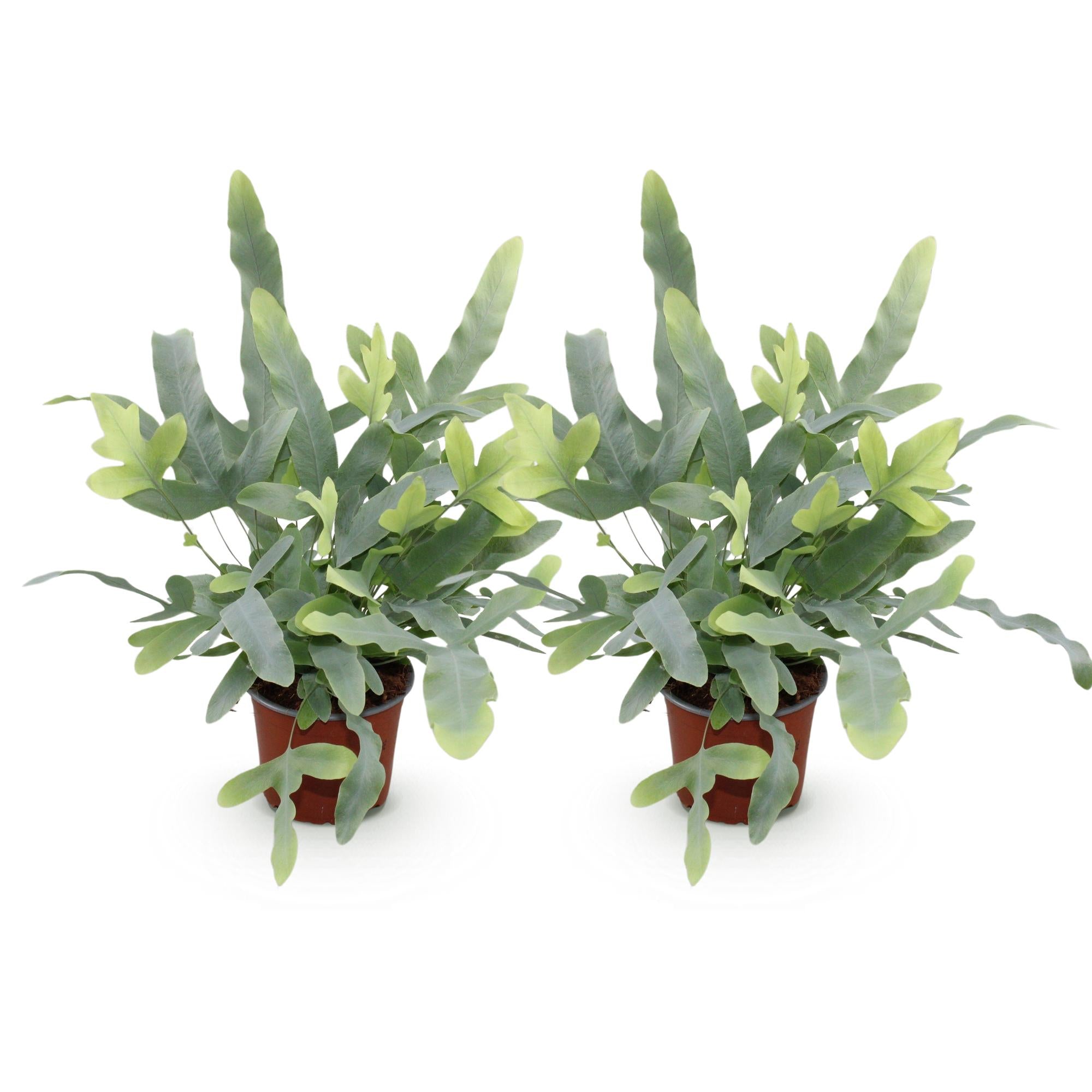 Kamerplant - Phlebodium aureum Blue Star - Blauwe Varen - Huisdiervriendelijk - Blauw - 2 Planten - Pot 12cm - Hoogte 25-30cm