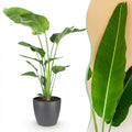 Kamerplanten - Strelitzia Nicolai - Paradijsvogelbloem - Weinig onderhoud - Groen - 1 Plant - met Potter Grijs - Pot 21cm - Hoogte 110-120cm