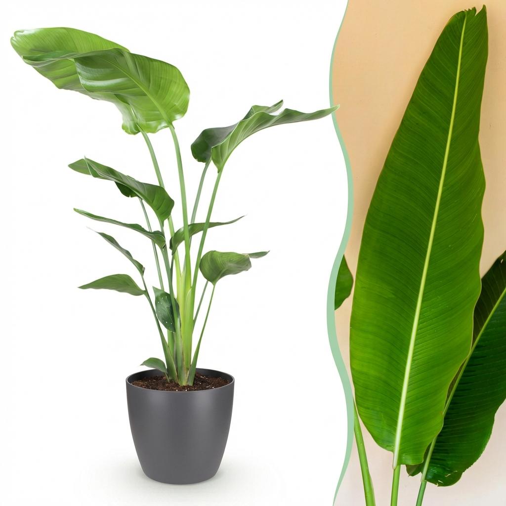 Kamerplanten - Strelitzia Nicolai - Paradijsvogelbloem - Weinig onderhoud - Groen - 1 Plant - met Potter Grijs - Pot 21cm - Hoogte 110-120cm