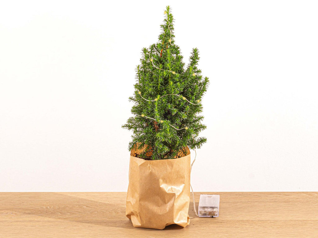 Mini-kerstboom - Chamaecyparis - 25-30 cm hoog + Verlichting