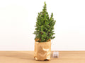 Mini-kerstboom - Chamaecyparis - 25-30 cm hoog + Verlichting