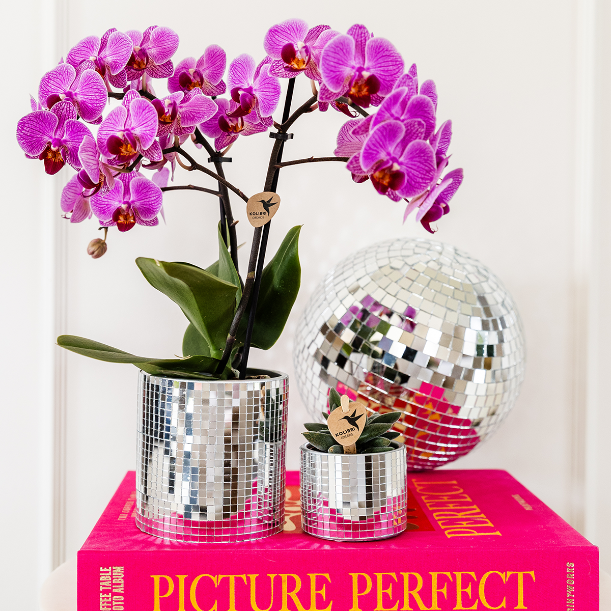 Kolibri Company | Plantenset Disco | Paarse Vienna orchidee Ø9cm + Succulent incl. keramieken sierpotten