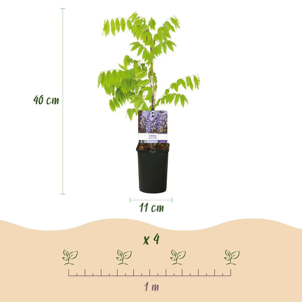 Blauwe regen - Wisteria floribunda Prolific - Bloem Blauw  - 1 plant - Pot 11cm Hoogte 40cm