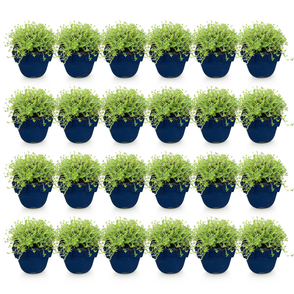 Vasteplant - Thymus praecox Albiflorus - Witte kruiptijm - Geurend - Wit - 24 Planten - Pot 11cm - Hoogte 15-25cm