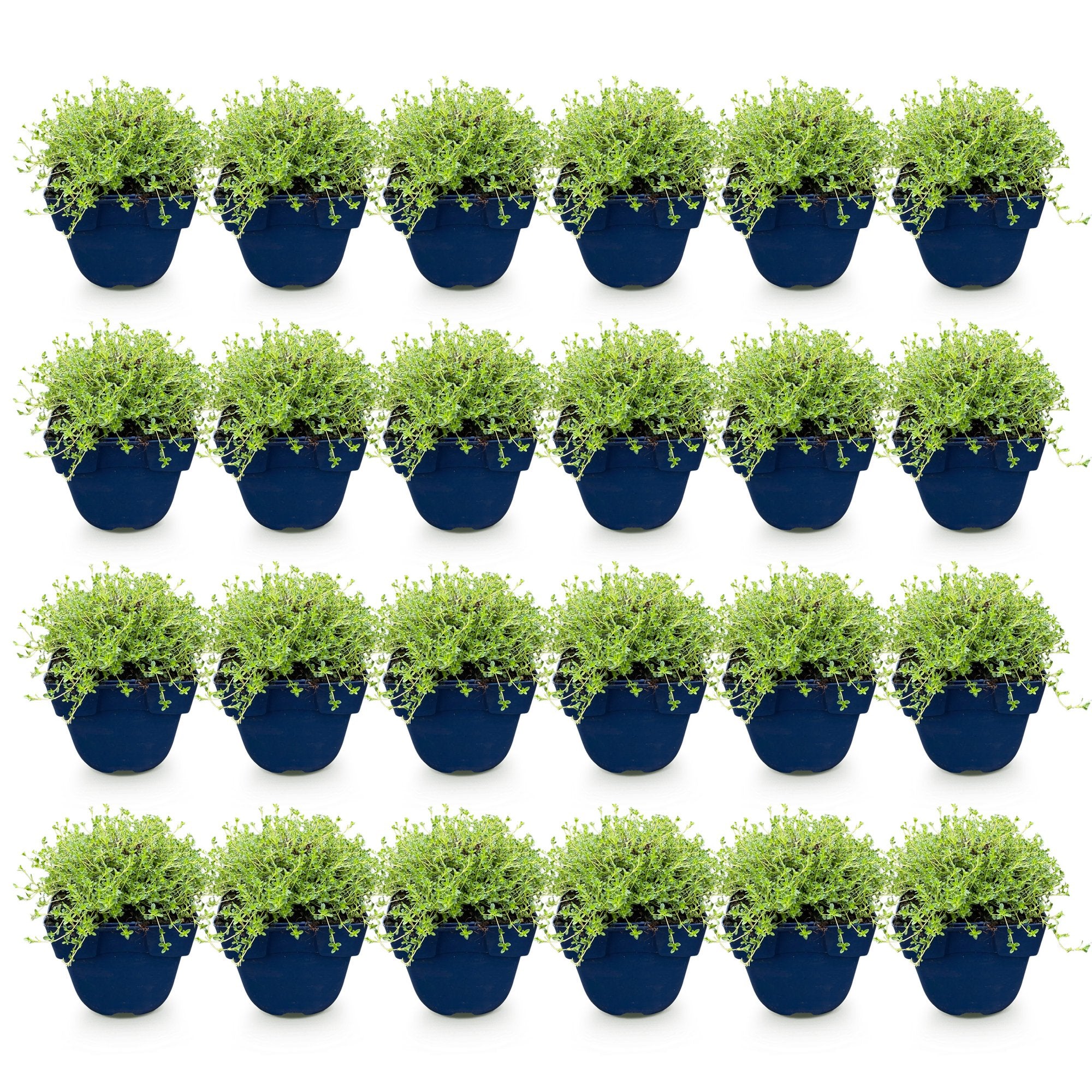 Vasteplant - Thymus praecox Albiflorus - Witte kruiptijm - Geurend - Wit - 24 Planten - Pot 11cm - Hoogte 15-25cm