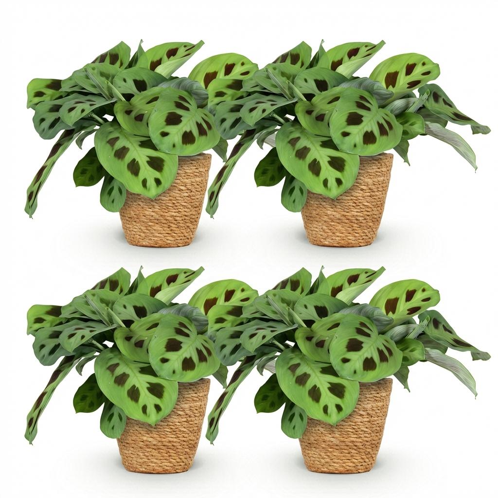 Kamerplant - Maranta Fascinator Kerchoveana - Zebraplant - Huisdiervriendelijke Plant - Groen - 4 Planten - met Mand - Pot 12cm - Hoogte 25cm
