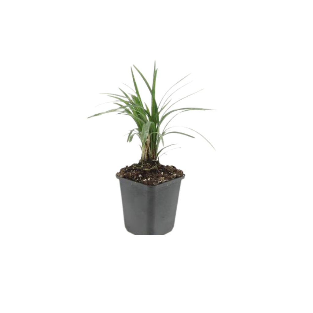 24x Liriope muscari 'Moneymaker' - ↕10-25cm - Ø9cm