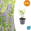 24x Agastache 'Blue Fortune' - ↕10-25cm - Ø9cm