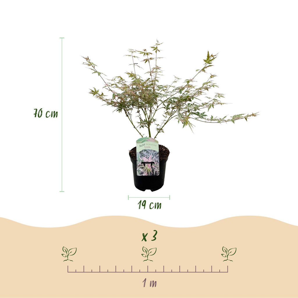 Terrasplant - Japanse Esdoorn - Acer palmatum Iyoshi - Roze - 2 Planten - Bladverliezend - Pot 19cm Hoogte 70cm