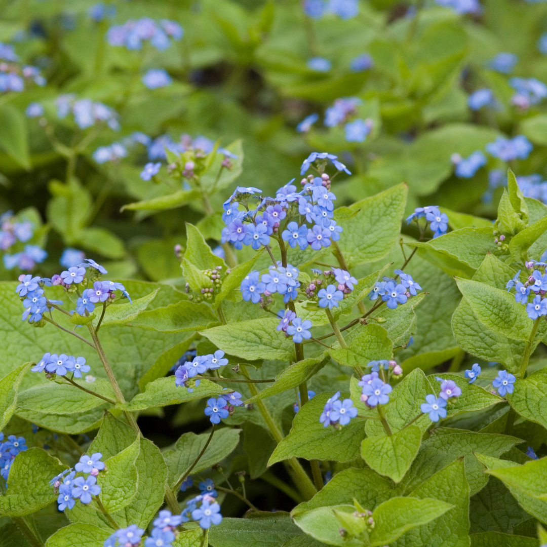 24x Brunnera macrophylla - ↕10-25cm - Ø9cm