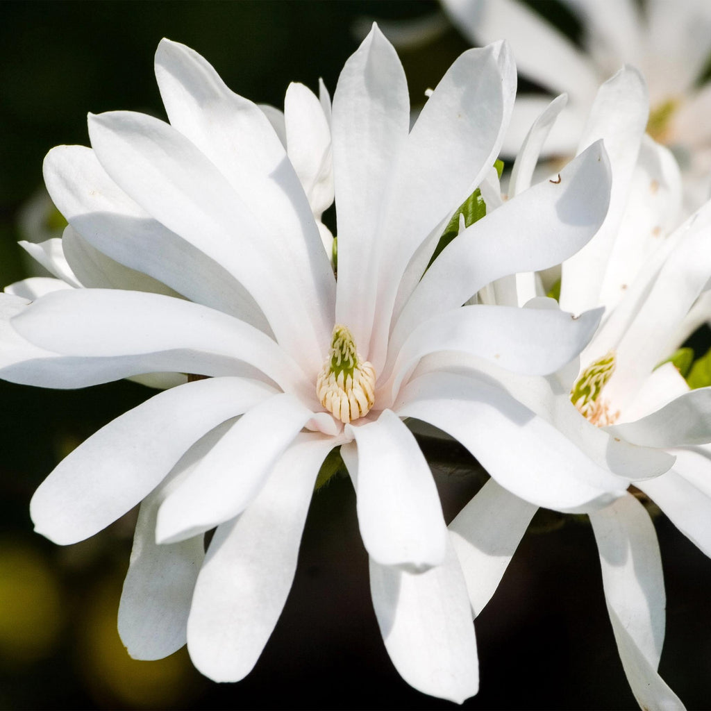 Tuinplant - Magnolia stellata Royal Star - Bloem Wit - 3 Planten - Bladverliezend - Weinig Onderhoud - Pot 12cm Hoogte 30cm