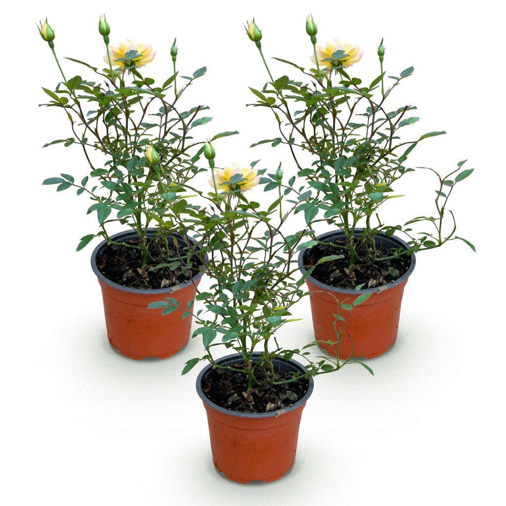 Tuin Roos - Rosa Tricolor Fairy - Roos - Winterhard - Geel-Roze - 3 Planten - Pot 12cm - Hoogte Hoogte 20-25cm