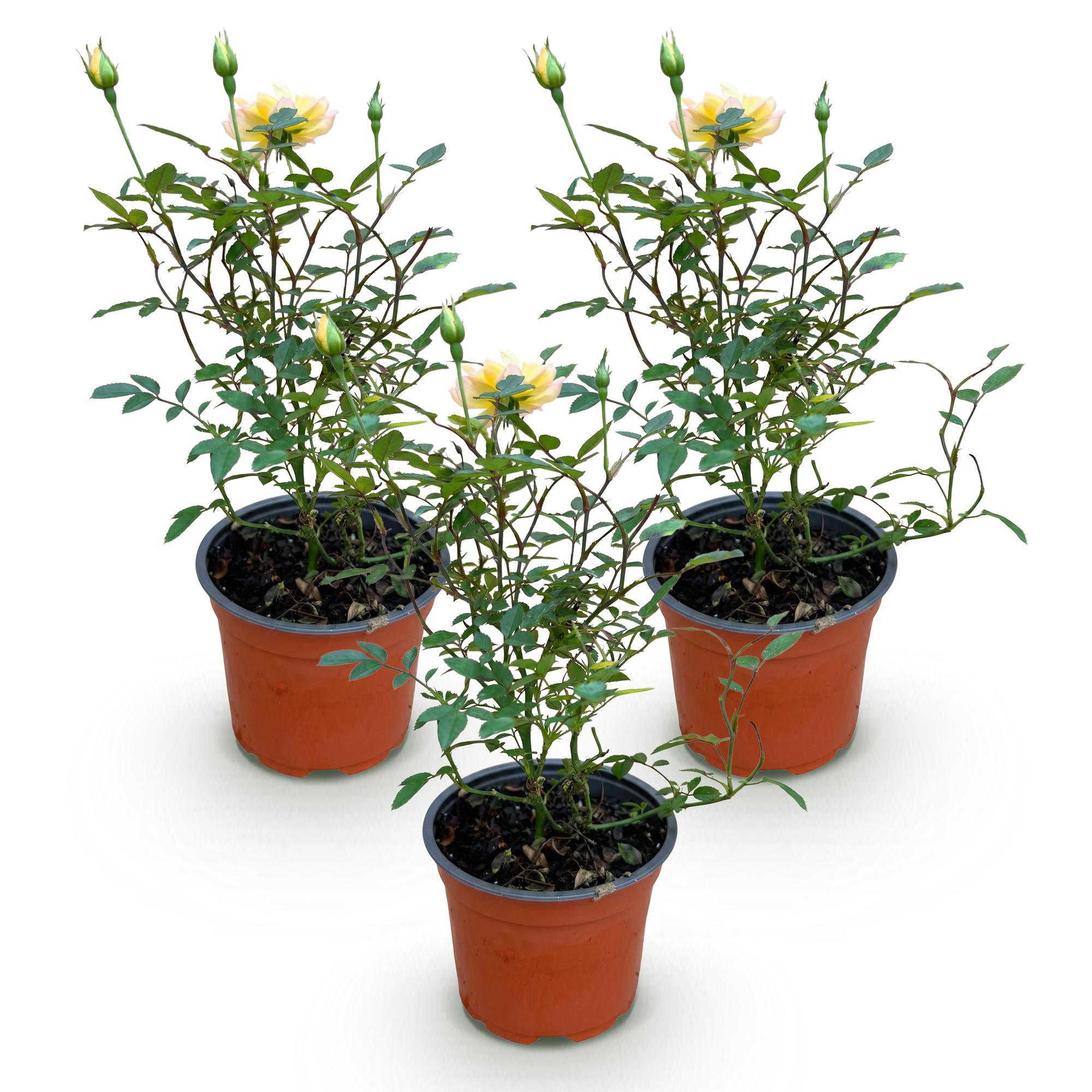 Tuin Roos - Rosa Tricolor Fairy - Roos - Winterhard - Geel-Roze - 3 Planten - Pot 12cm - Hoogte Hoogte 20-25cm